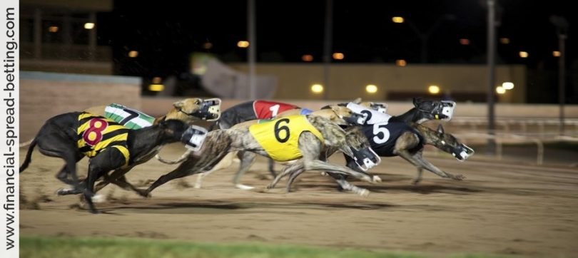 Greyhound Betting